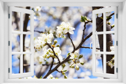 Fototapeta Naklejka Na Ścianę Okno 3D - Spring blossoms