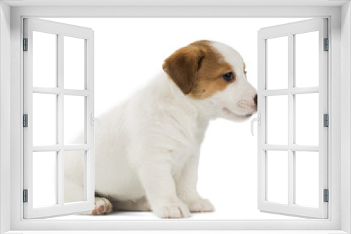 Fototapeta Naklejka Na Ścianę Okno 3D - Jack Russell Terrier puppy isolated on white background