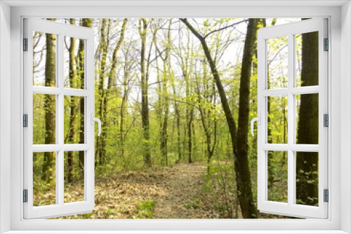 Fototapeta Naklejka Na Ścianę Okno 3D - Deciduous forest