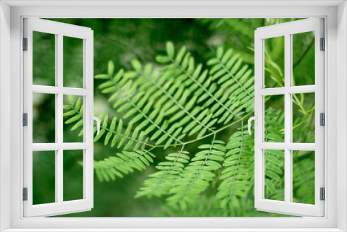 Fototapeta Naklejka Na Ścianę Okno 3D - Macro green leaf acacia in nature