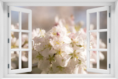 Fototapeta Naklejka Na Ścianę Okno 3D - Bunches of Blossom. Blossom is a delicate flower but when put together with many other flowers on the same tree it makes a wonderful showing.