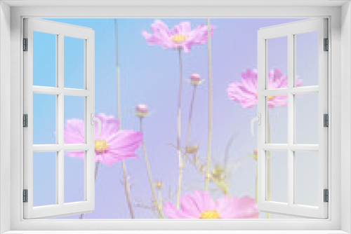 Fototapeta Naklejka Na Ścianę Okno 3D - Cosmos Flowers background 1