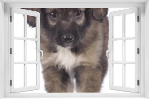 Fototapeta Naklejka Na Ścianę Okno 3D - Kleiner Mischlings Hund von vorne stehend