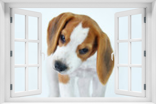 Fototapeta Naklejka Na Ścianę Okno 3D - beagle puppy dogs