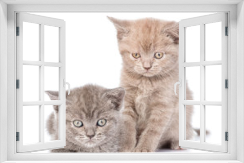 Fototapeta Naklejka Na Ścianę Okno 3D - Portrait two cute kittens. isolated on white background