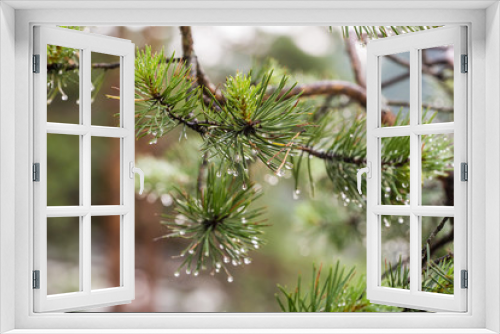 Fototapeta Naklejka Na Ścianę Okno 3D - pine after a rain