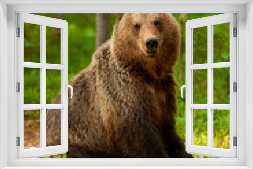 Fototapeta Naklejka Na Ścianę Okno 3D - Wild brown bear