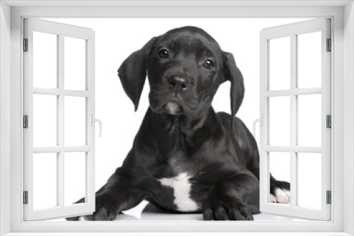 Fototapeta Naklejka Na Ścianę Okno 3D - puppy Great Dane (2 months)