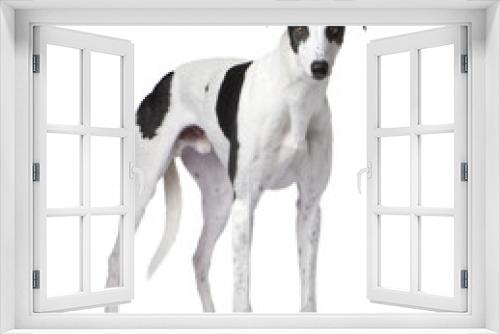 Fototapeta Naklejka Na Ścianę Okno 3D - Greyhound