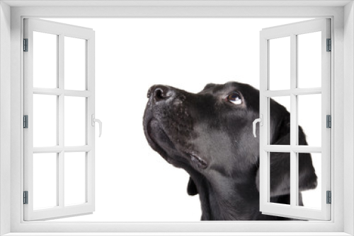 Fototapeta Naklejka Na Ścianę Okno 3D - Portrait of a black Labrador Retriever looking up (isolated on white, with copy space on the left for your text)