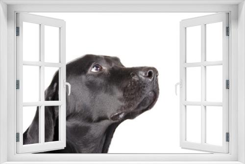 Fototapeta Naklejka Na Ścianę Okno 3D - Portrait of a black Labrador Retriever looking up (isolated on white, with copy space on the right for your text)