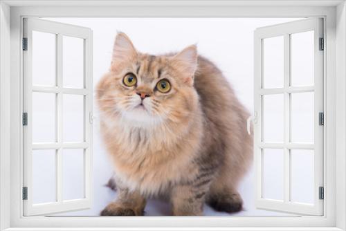 Fototapeta Naklejka Na Ścianę Okno 3D - Persian cat