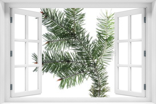 Fototapeta Naklejka Na Ścianę Okno 3D - pine branch isolated on white background