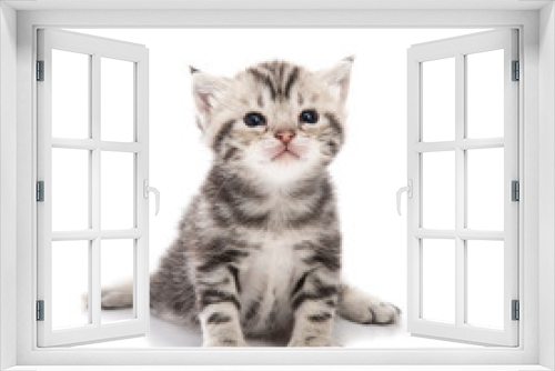 Fototapeta Naklejka Na Ścianę Okno 3D - Cute american shorthair kitten sitting