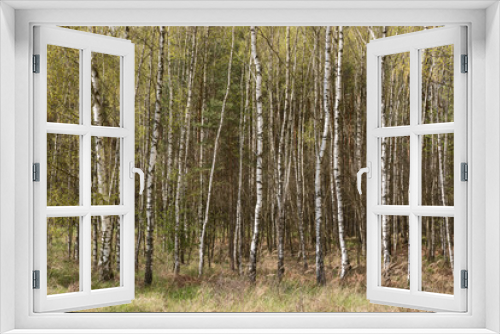 Fototapeta Naklejka Na Ścianę Okno 3D - Birkenwald
