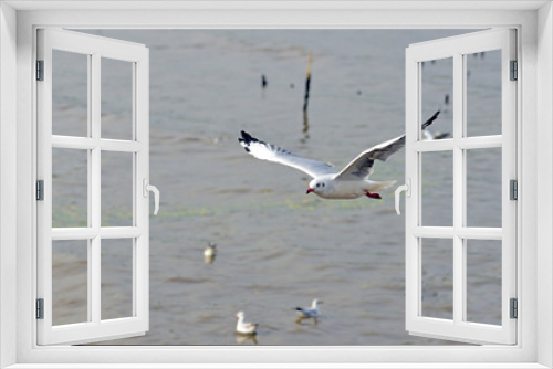 Fototapeta Naklejka Na Ścianę Okno 3D - seagull is flying