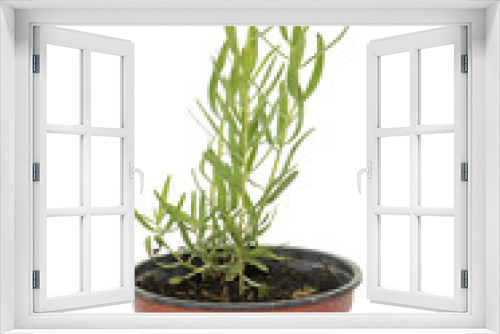 Fototapeta Naklejka Na Ścianę Okno 3D - tarragon in pot