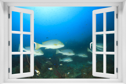 Fototapeta Naklejka Na Ścianę Okno 3D - Underwater coral reef with fish in ocean