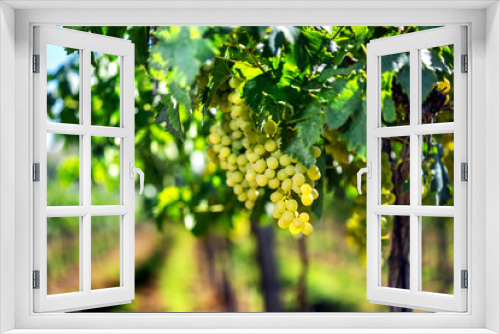 Fototapeta Naklejka Na Ścianę Okno 3D - Vineyard row with bunches of ripe white wine grapes.