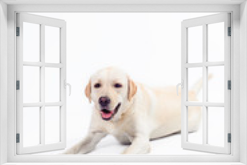 Fototapeta Naklejka Na Ścianę Okno 3D - golden labrador - retriever on a white background