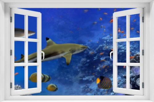 Fototapeta Naklejka Na Ścianę Okno 3D - Panorama of marine species
