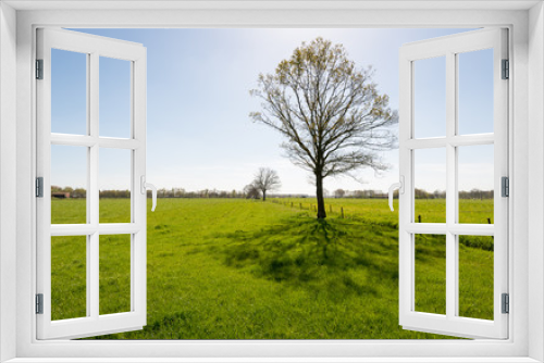 Fototapeta Naklejka Na Ścianę Okno 3D - Solitary tree in a green meadow landscape