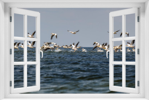 Fototapeta Naklejka Na Ścianę Okno 3D - soaring flock of pink pelicans