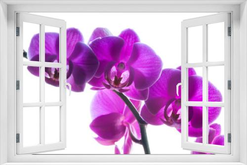 Fototapeta Naklejka Na Ścianę Okno 3D - Purple orchids on white