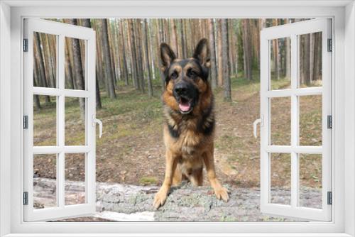 Fototapeta Naklejka Na Ścianę Okno 3D - German shepherd dog in beautiful spring day