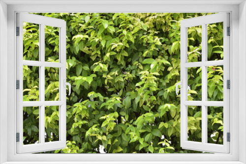 Fototapeta Naklejka Na Ścianę Okno 3D - Green leaf wall or background
