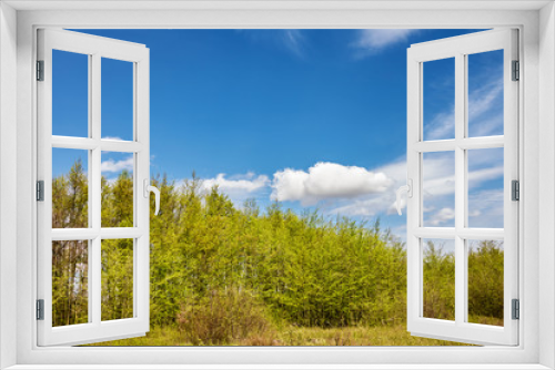 Fototapeta Naklejka Na Ścianę Okno 3D - Spring forest and blue sky