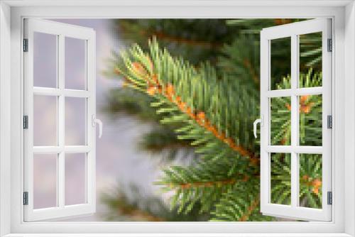 Fototapeta Naklejka Na Ścianę Okno 3D - Pine.