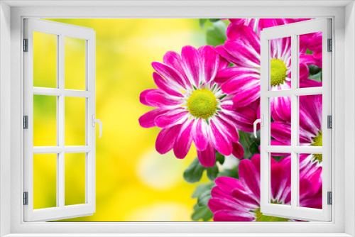 Fototapeta Naklejka Na Ścianę Okno 3D - Pink chrysanthemum  on yellow backgrounds.