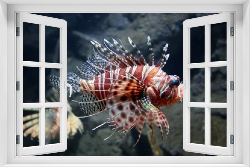 Fototapeta Naklejka Na Ścianę Okno 3D - lion fish