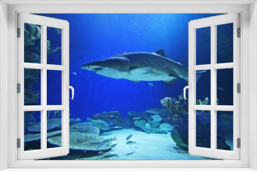 Fototapeta Naklejka Na Ścianę Okno 3D - shark