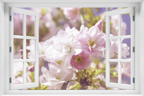 Fototapeta Naklejka Na Ścianę Okno 3D - pink cherry blossoms