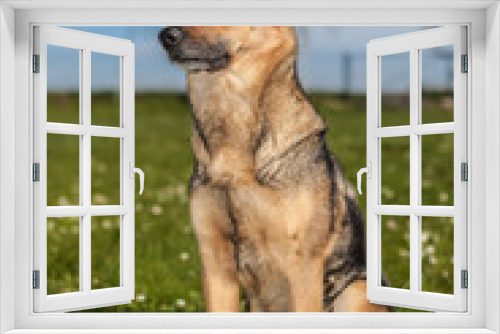 Fototapeta Naklejka Na Ścianę Okno 3D - Deutscher Schäferhund 