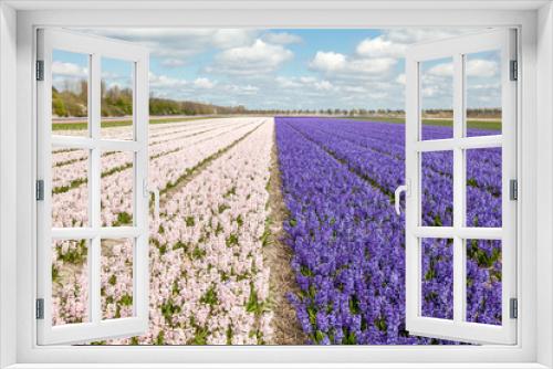 Fototapeta Naklejka Na Ścianę Okno 3D - hyacinths from Amsterdam