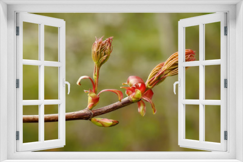 Fototapeta Naklejka Na Ścianę Okno 3D - Maple buds. Spring time.