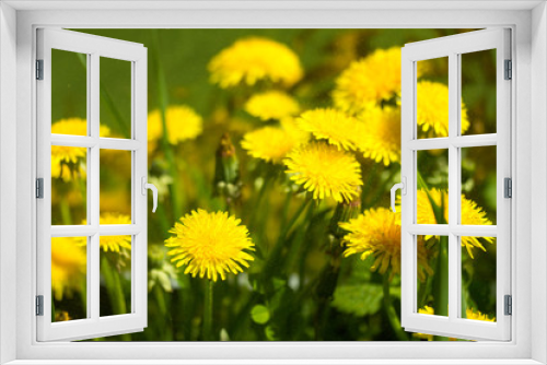 Fototapeta Naklejka Na Ścianę Okno 3D - meadow of yellow blooming dandelions sunny summer day. close-up, selective focus