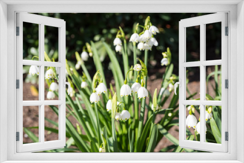Fototapeta Naklejka Na Ścianę Okno 3D - spring snowflake blossoming in the sun in the garden