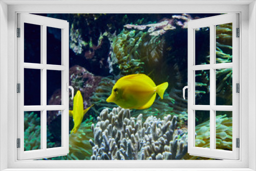 Fototapeta Naklejka Na Ścianę Okno 3D - tropical yellow tang fish in aquarium
