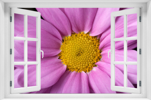 Fototapeta Naklejka Na Ścianę Okno 3D - chrysanthemum closeup