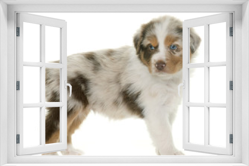 Fototapeta Naklejka Na Ścianę Okno 3D - puppy australian shepherd