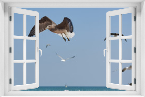 Fototapeta Naklejka Na Ścianę Okno 3D - Seagulls flying over the water and floating on the sea