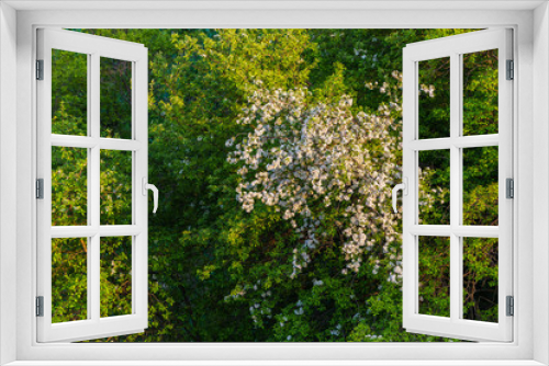 Fototapeta Naklejka Na Ścianę Okno 3D - Spring blossom: branch of a blossoming apple tree on garden background