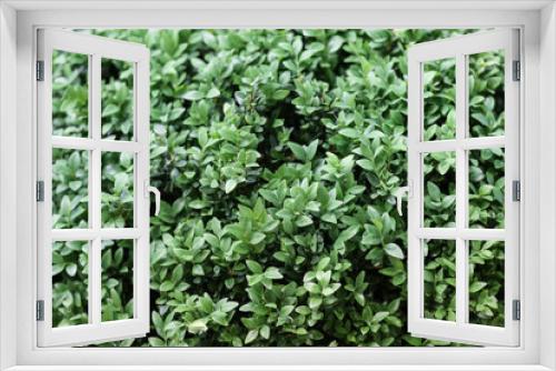 Fototapeta Naklejka Na Ścianę Okno 3D - Texture of beautiful green tree fence