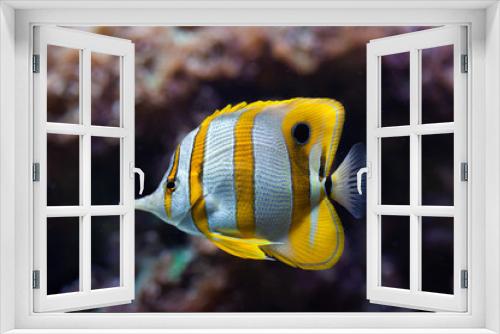 Fototapeta Naklejka Na Ścianę Okno 3D - Copperband butterflyfish (Chelmon rostratus).