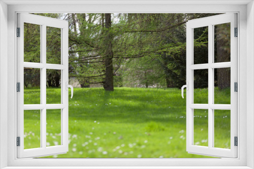 Fototapeta Naklejka Na Ścianę Okno 3D - Larch Green Meadow in a city park