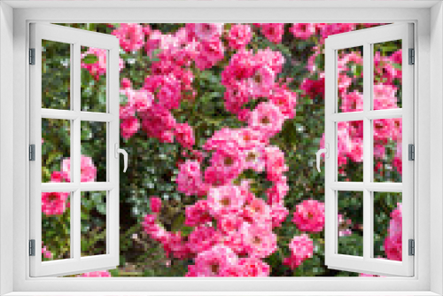 Fototapeta Naklejka Na Ścianę Okno 3D - Beautiful buch pink roses close-up